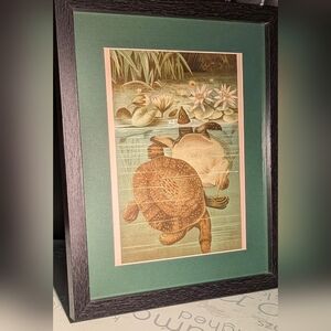 Vintage Framed Turtle Art Print with Green Mat  8 X 10 Recycled 1898 Book Print